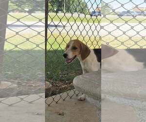 Printer:  Not at shelter (Kendra) - Male Beagle-Unknown Mix Dog for Adoption - Photo #2