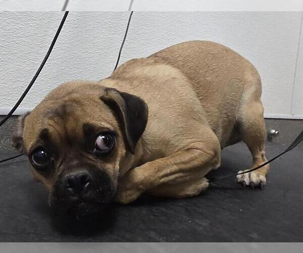 Medium Photo #1 Chug Puppy For Sale in HESPERIA, CA, USA