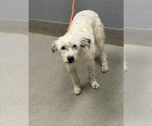 Mutt Dogs for adoption in Las Vegas, NV, USA