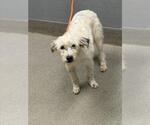 Small Mutt