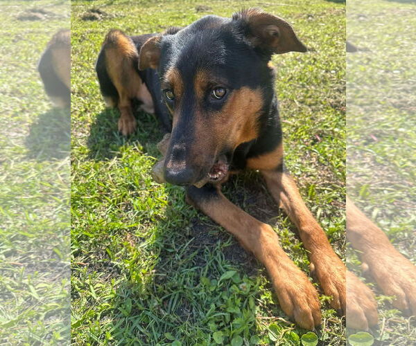 Medium Photo #2 German Shepherd Dog-Unknown Mix Puppy For Sale in Jacksonville, NC, USA
