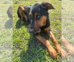 Small #1 German Shepherd Dog Mix