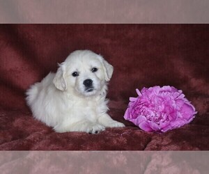 English Cream Golden Retriever Puppy for sale in FREDERICKSBG, OH, USA