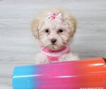 Small Photo #14 Maltipoo Puppy For Sale in LAS VEGAS, NV, USA