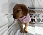 Gigi - Female Golden Retriever Puppy for Sale - Photo #3