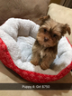 Small Photo #2 Shorkie Tzu Puppy For Sale in MONTGOMERY, AL, USA