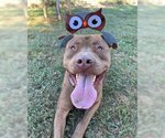 Small #3 American Pit Bull Terrier Mix
