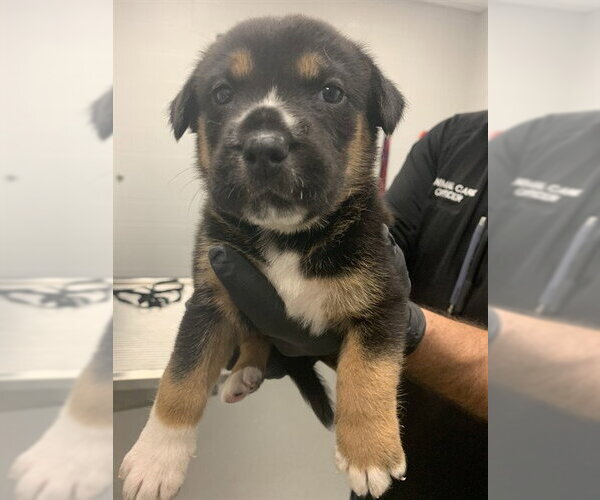 Medium Photo #1 German Shepherd Dog-Unknown Mix Puppy For Sale in Corpus Christi, TX, USA