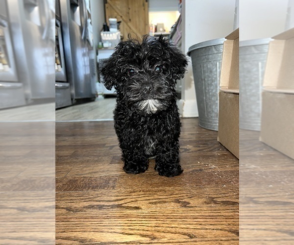 Medium Photo #1 Schnoodle (Miniature) Puppy For Sale in BEECH GROVE, IN, USA