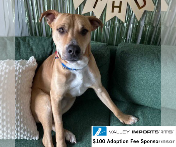 Medium Photo #3 Mutt Puppy For Sale in Fargo, ND, USA