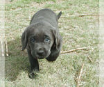 Small #12 Labrador Retriever