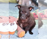 Small #1 Dachshund Mix