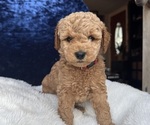 Small Photo #46 Goldendoodle (Miniature) Puppy For Sale in SAN FERNANDO, CA, USA