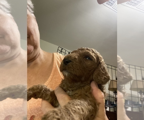 Medium Photo #9 Poodle (Standard) Puppy For Sale in BARTLETT, TX, USA