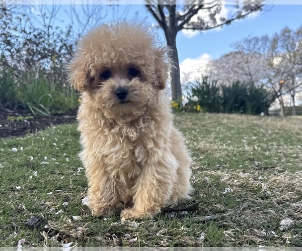 Medium Photo #2 Bichpoo Puppy For Sale in OLIVE BRANCH, MS, USA