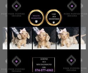 Dachshund Puppy for sale in WARSAW, IN, USA