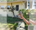 Small Photo #3 Weimaraner Puppy For Sale in ORLAND, CA, USA
