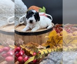 Small Photo #12 Goldendoodle mix (+ Poodle Miniature) Puppy For Sale in HAYDEN, AL, USA