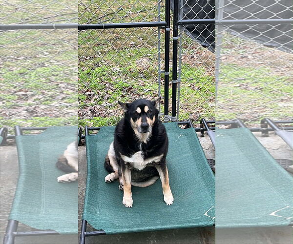 Medium Photo #8 Mutt Puppy For Sale in Rockaway, NJ, USA