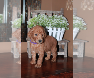 Goldendoodle Puppy for sale in JASPER, AL, USA