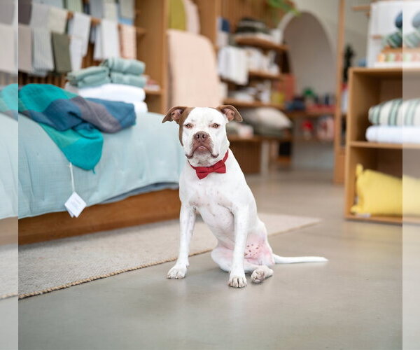 Medium Photo #3 Boxer-Unknown Mix Puppy For Sale in Marina Del Rey, CA, USA