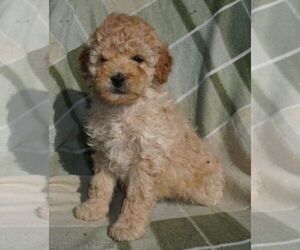 Poodle (Miniature) Puppy for sale in FORT PLAIN, NY, USA