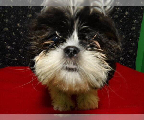 Medium Photo #15 Shih Tzu Puppy For Sale in PATERSON, NJ, USA