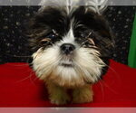 Small Photo #15 Shih Tzu Puppy For Sale in PATERSON, NJ, USA