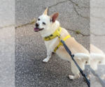 Small #1 Chihuahua Mix