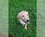 Small #4 Labrador Retriever