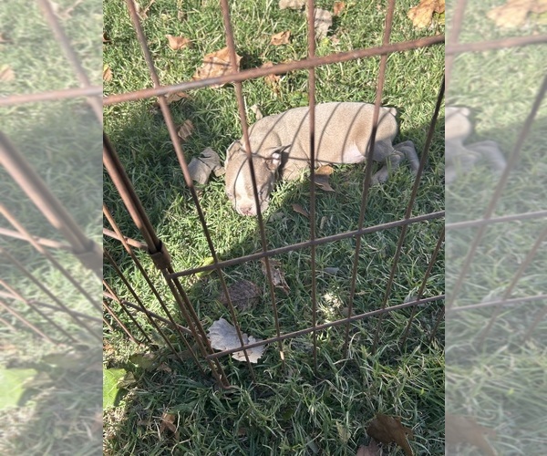 Medium Photo #22 Boston Terrier Puppy For Sale in ATWOOD, OK, USA
