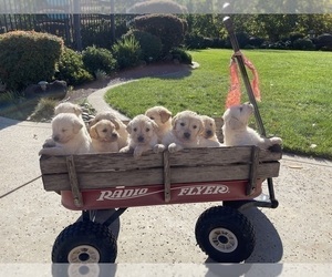 Golden Retriever Puppy for sale in LINDEN, CA, USA