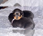 Small Photo #2 Rottweiler Puppy For Sale in BUDA, TX, USA