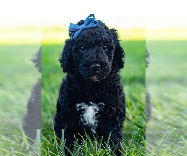 Medium Photo #5 Poodle (Standard) Puppy For Sale in SHIPSHEWANA, IN, USA