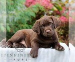 Small #2 Labrador Retriever
