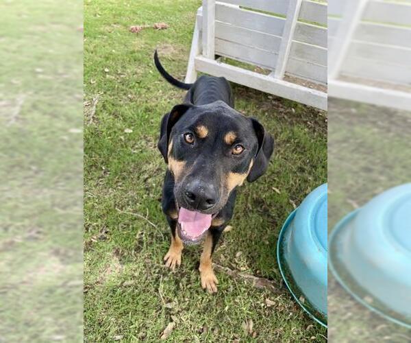 Medium Photo #1 Doberman Pinscher Puppy For Sale in Sugar Land, TX, USA