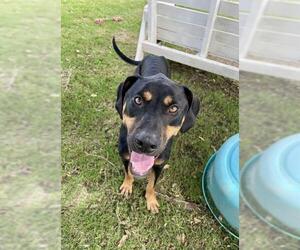 Doberman Pinscher Dogs for adoption in Sugar Land, TX, USA