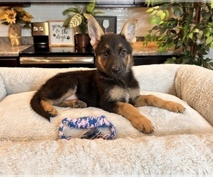 German Shepherd Dog Puppy for Sale in GREENWOOD, Indiana USA