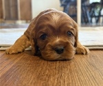 Puppy Puppy 5 Cavalier King Charles Spaniel