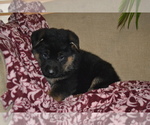 Small #3 German Shepherd Dog