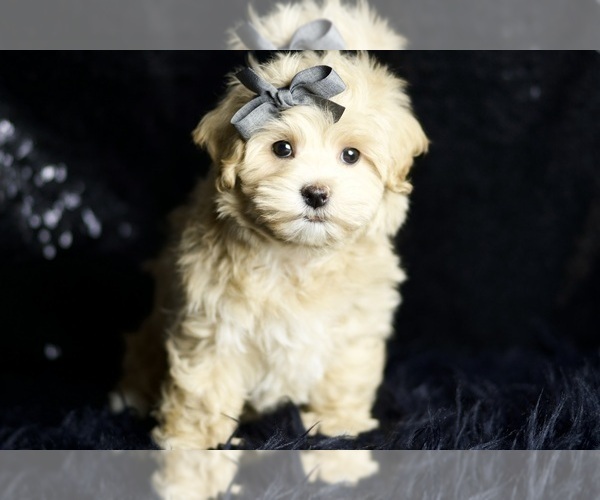 Medium Photo #105 Maltipoo Puppy For Sale in WARSAW, IN, USA