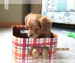 Small Photo #7 Cavapoo Puppy For Sale in FINDLAY, OH, USA