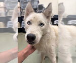 SNOW - Female Siberian Husky Dog for Adoption - Small photo