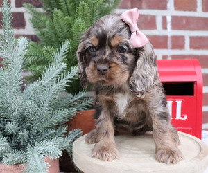 Cocker Spaniel Puppy for sale in HONEY BROOK, PA, USA