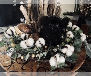 Yorkshire Terrier Puppy for sale in HAYWARD, CA, USA