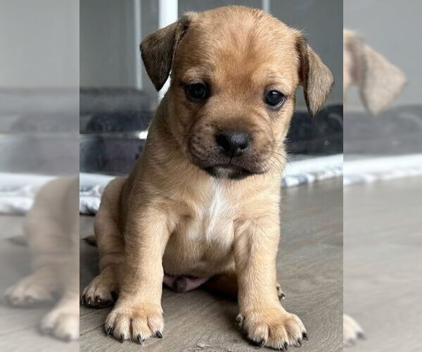 Medium Photo #1 French Bulldog-Unknown Mix Puppy For Sale in Lake Forest, CA, USA