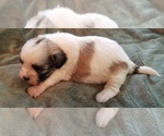 Small Photo #2 Zuchon Puppy For Sale in SHAWNEE, KS, USA