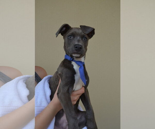Medium Photo #2 Staffordshire Bull Terrier-Unknown Mix Puppy For Sale in McKinney, TX, USA