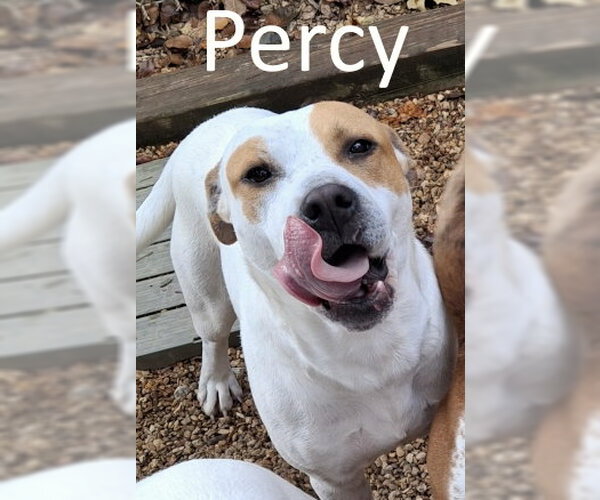 Medium Photo #5 Staffordshire Bull Terrier-Unknown Mix Puppy For Sale in Mountain View, AR, USA