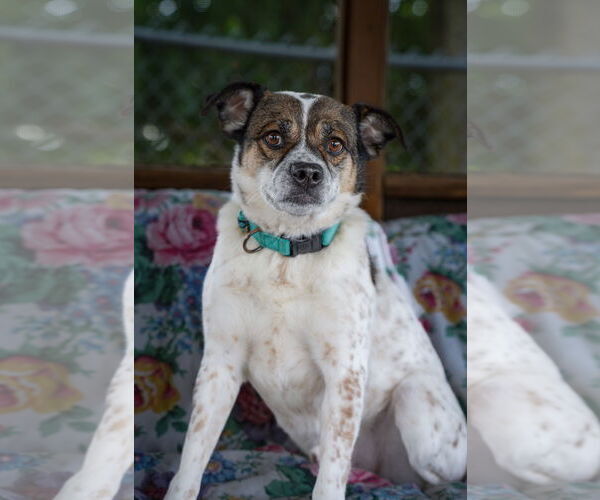 Medium Photo #2 Mutt Puppy For Sale in Martinsburg, WV, USA